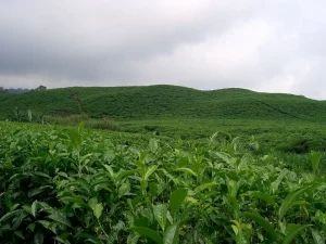 Rencontre des 30 de la MISS mise en place d'une société coopérative financière, instrument de financement inclusif des producteurs locaux pour une meilleure compétitivité dans le commerce international