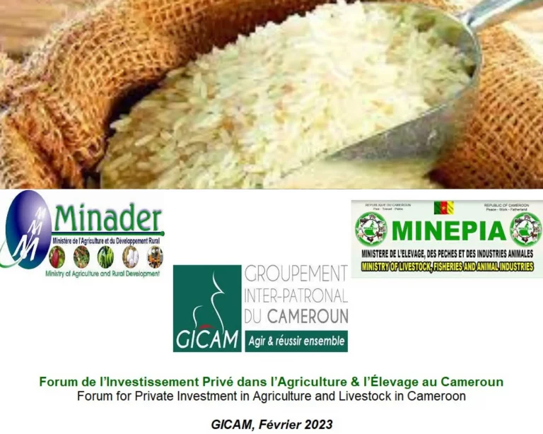 Le nouveau patronat du 14 décembre pourra-t-il chasser la malédiction du riz au Cameroun ?